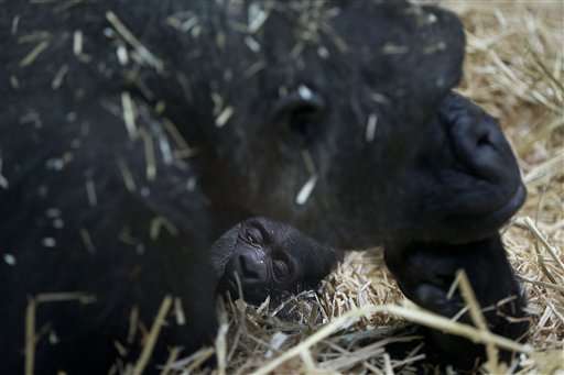 Gorilla gives birth to baby at Amsterdam's Artis zoo