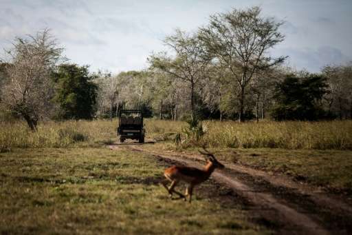 Gorongosa National Park has more than 72,000 animals from 20 different species, mainly antelopes and zebras