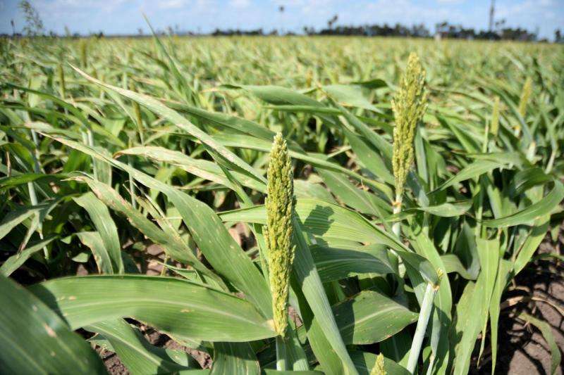 Grain sorghum growers urged to look out for sugarcane aphids