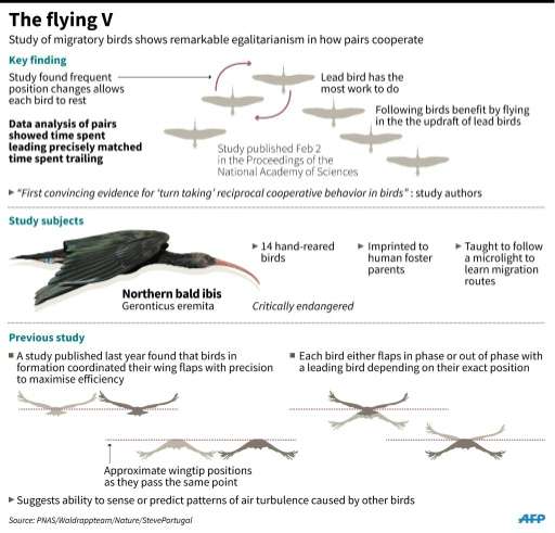 Graphic on energy conservation by migratory birds flying in a V-formation