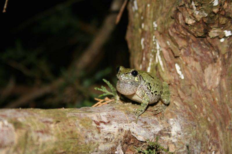 Gray treefrogs provide clues to climate change