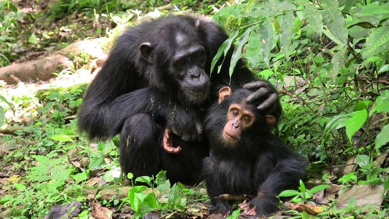 Great apes communicate cooperatively
