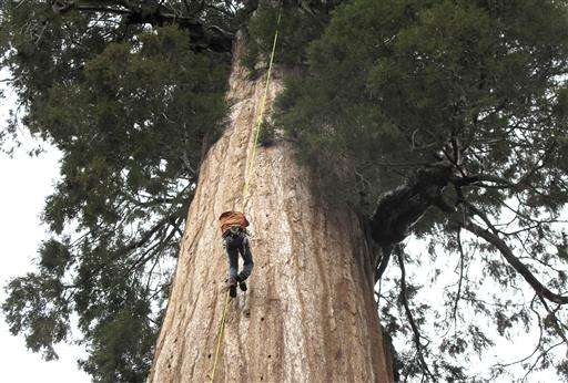 Group clones California giant trees to combat climate change