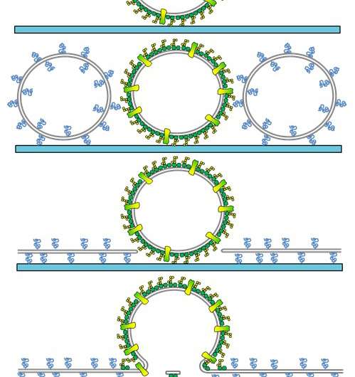 Group creates planar bacterial surface for antibacterial study