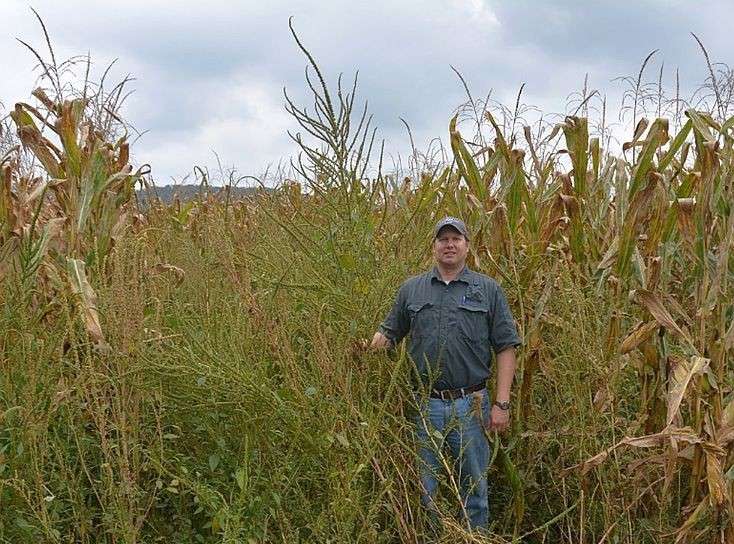 Growers cautioned to be on the lookout for invasive pigweeds