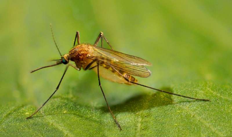 Growing mosquito populations linked to urbanization and DDT's slow decay