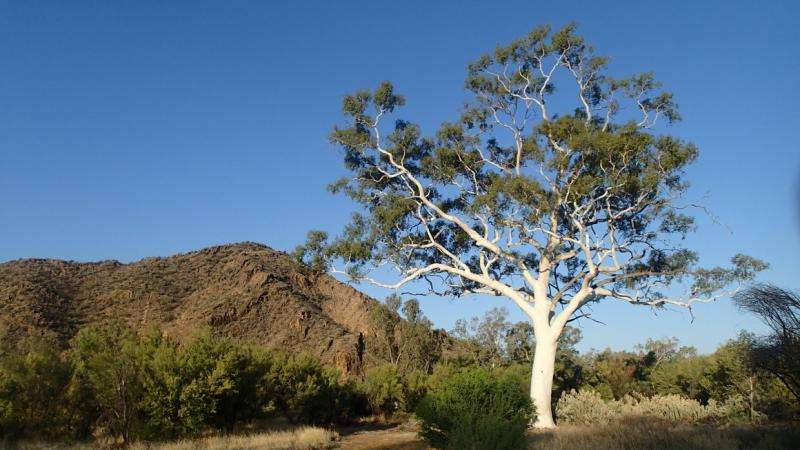 Gum tree habitats in decline, study warns