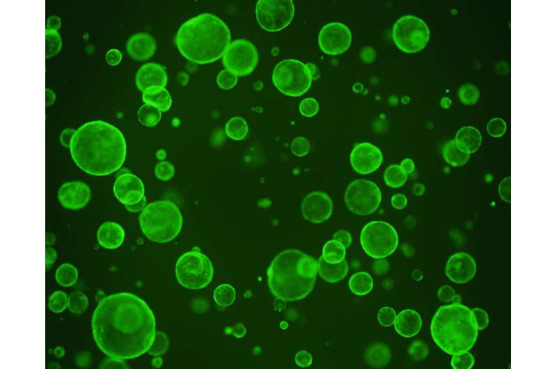 Gut microbes' metabolite dampens proliferation of intestinal stem cells