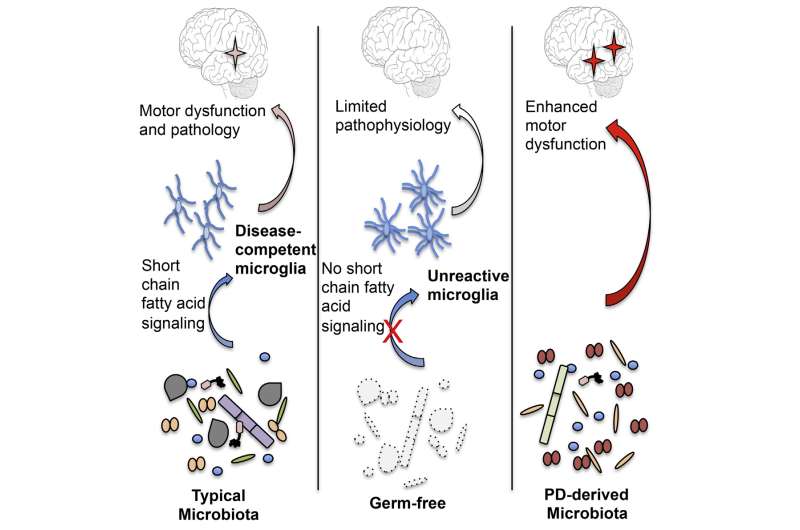 Gut microbes promote motor deficits in a mouse model of Parkinson's disease