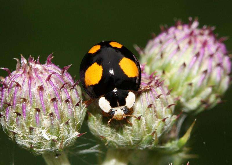 Harlequin ladybirds are conquering the world at great speed
