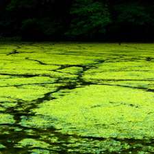 Harnessing algae for the creation of clean energy