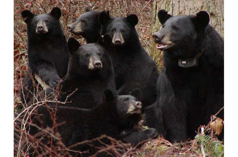 Harvest of nuisance black bears in New Jersey reducing human-bear conflicts