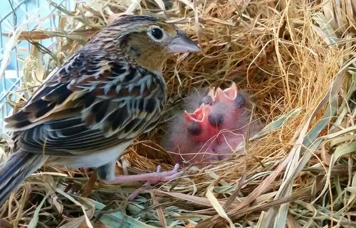 Hatchlings give hope for endangered songbird’s survival