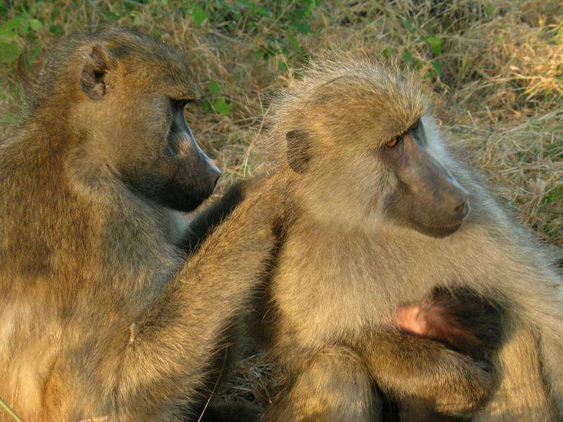 Having well-connected friends benefits female baboons, study finds