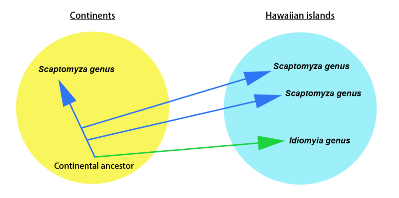 Hawaiian fruit flies had multiple ancestors