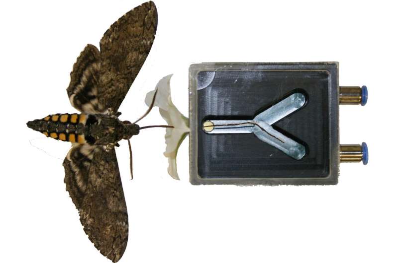 Hawk moths have a second nose for evaluating flowers