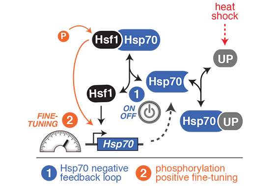 Heat shock regulator controlled by on/off switch and phosphorylation