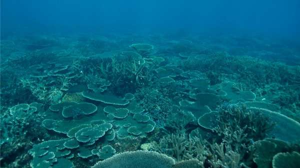 Help arriving too late for Abrolhos Islands’ fragile coral