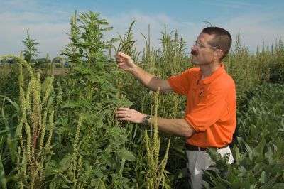 Herbicide resistance in waterhemp continues to grow