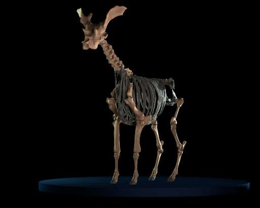 he reconstruction of a skeleton of an extinct giraffe-like animal, assumed to be the biggest ruminant mammal ever