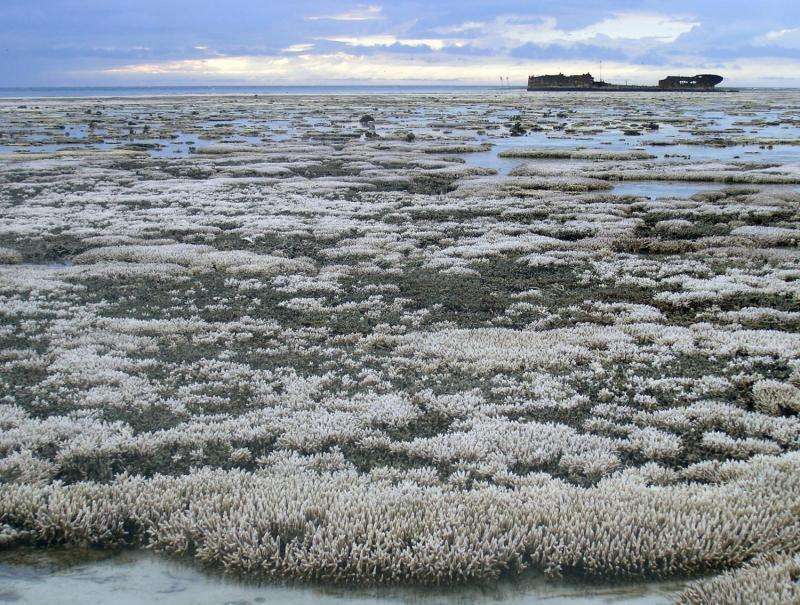 Herpes outbreak, other marine viruses linked to coral bleaching event