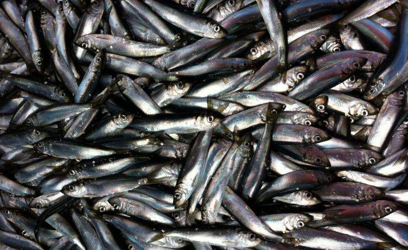 Herring fishery's strength is in the sum of its parts, study finds
