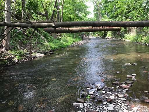 Herring spawn in NY tributary for 1st time in 85 years