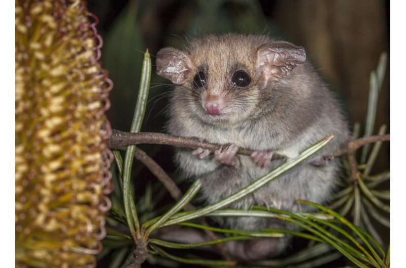 Hibernating pygmy-possums can sense danger even while dormant