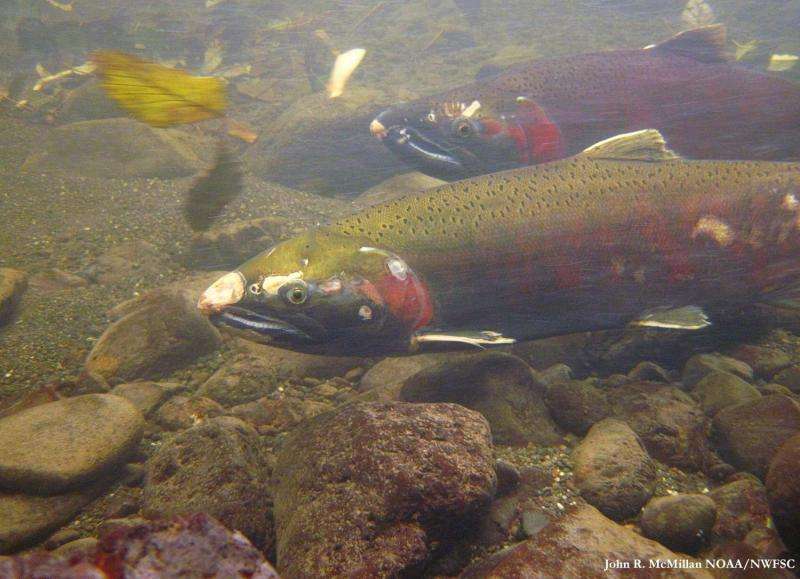 High-tech river studies reveal benefits of habitat restoration for fish