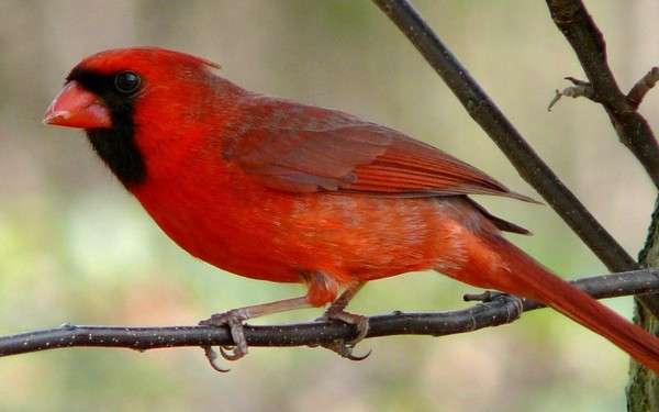 Highway noise deters communication between birds
