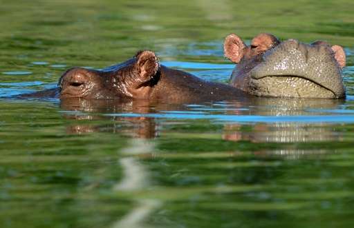 Hippos bathe at the Hacienda Napoles theme park, once the private zoo of drug kingpin Pablo Escobar, at his Napoles ranch in Dor