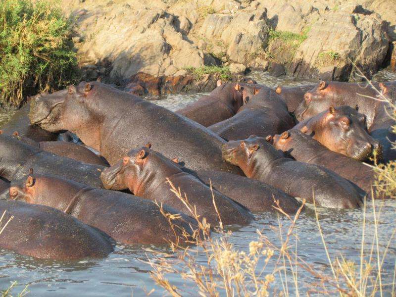Hippos in search of the last suitable water pools