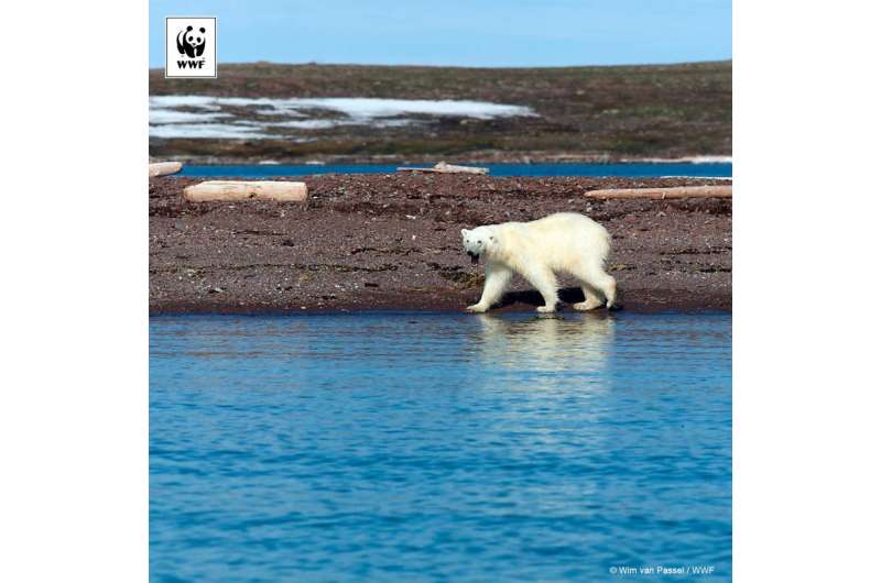 Historic low levels of Arctic sea ice signal trouble for Arctic wildlife