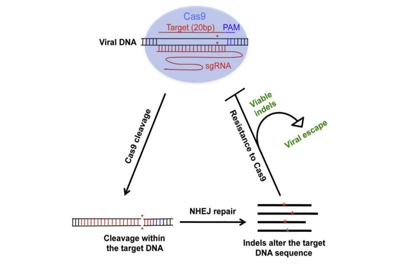 HIV can develop resistance to CRISPR/Cas9