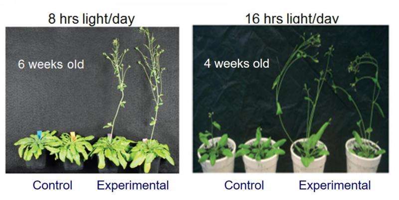 HKU discovers a new plant growth technology that may alleviate climate change and food shortage