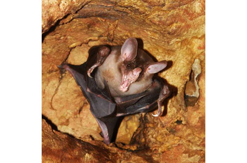 Holy batcave! Personal sighting leads UT's Dinets to new data on spectral bat