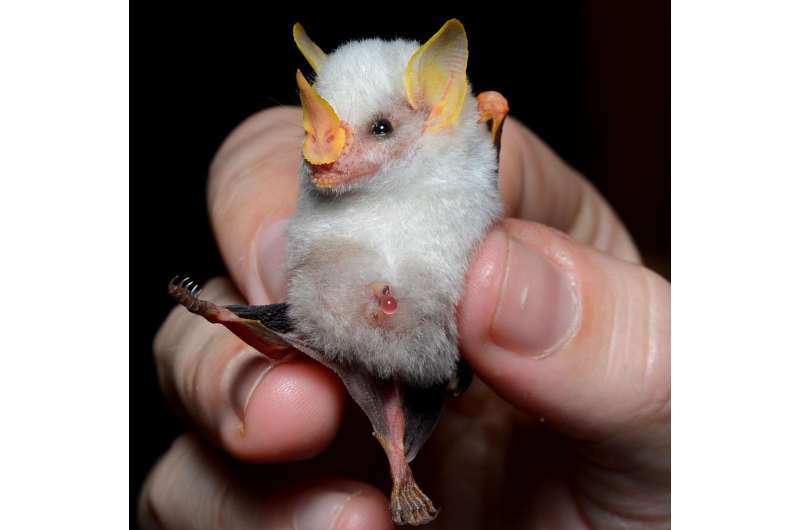Honduran white bat
