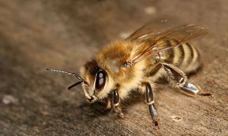 Honeybees more likely to regulate hive's 'thermostat' during rapid temperature increases