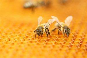 Honeybees threatened by virulent virus