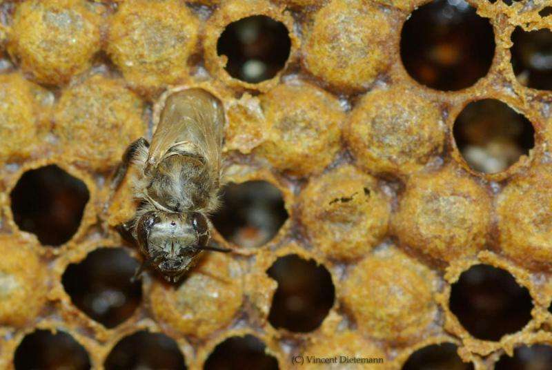 Honey bee teenagers speed up the ageing process of their elders