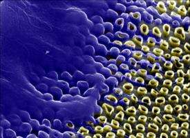 'Honeycomb' of nanotubes could boost genetic engineering