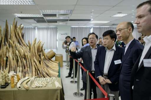Hong Kong Secretary for the Environment Wong Kam-sing (2nd right) inspects seized ivory on display on May 15, 2014