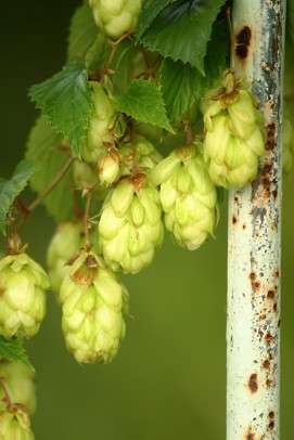 Hops extract studied to prevent breast cancer
