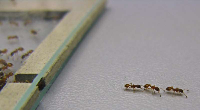 House-hunting ants know how to take the hassle out of moving