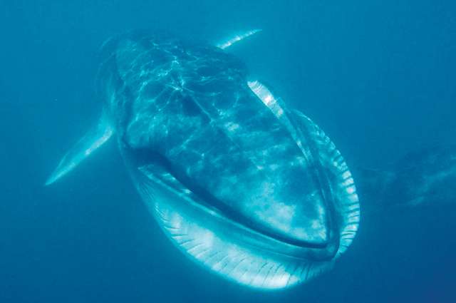 How a researcher discovered a completely undocumented whale