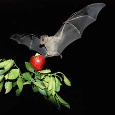 How bats recognize their own 'bat signals'