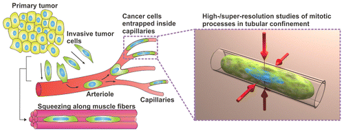 How cancer cells spread and squeeze through tiny blood vessels