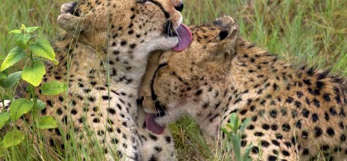 How cheetahs find each other after separation