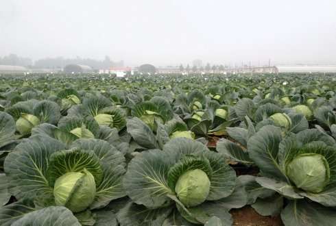 How Chinese cabbage and white cabbage became alike