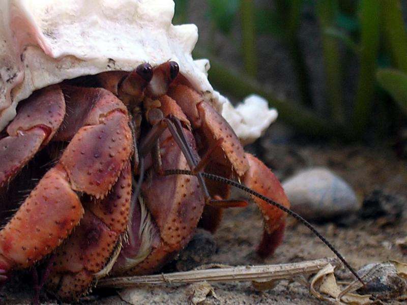 How crabs smell